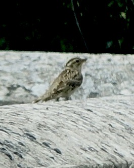 rock sparrow